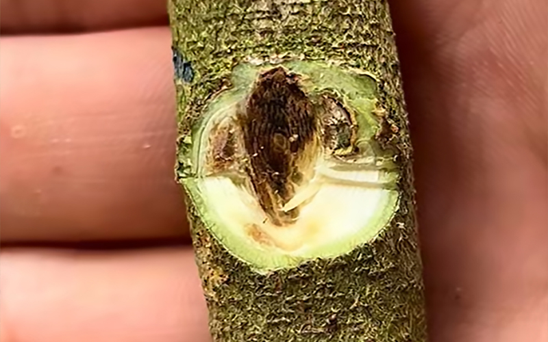 母樹發現