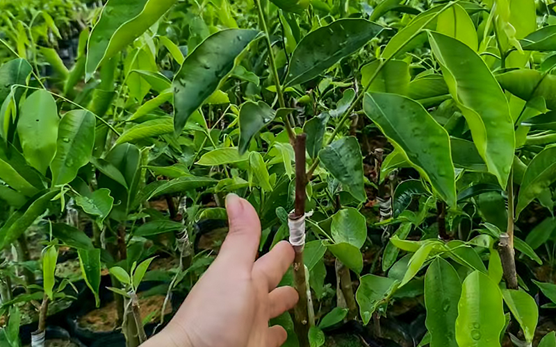 嫁接技術